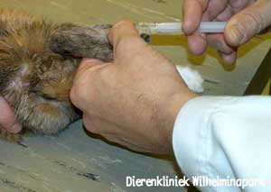 Intraveneuze injectie in de oorvene bij een konijn